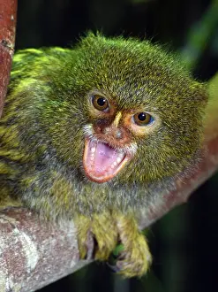 Basin: 80195273 Pigmy Marmoset Amazon Basin South America