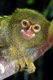 Basin: 80195274 Pigmy Marmoset Amazon Basin South America