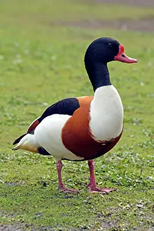 Shelduck: 80195275 Shelduck - Coastal areas of Europe Tadorna