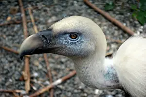 Griffon: 80195277 Griffon Vulture Europe and Asia Gyps fulvus