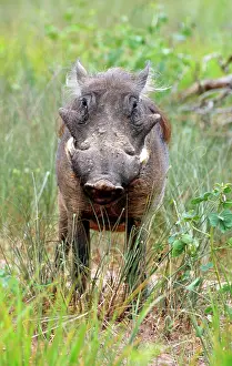 Pigs: 80195278 Warthog - widespread in savannahs and woodlands