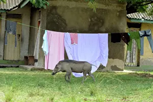 Housing: 80195279 Warthog - walking past local housing in