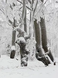 Hoarfrost: 80195281 Beechwood Trees - in hoarfrost Bournak