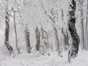 Hoarfrost: 80195282 Beechwood Trees - in hoarfrost Bournak