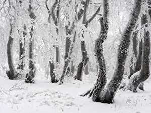Hoarfrost: 80195283 Beechwood Trees - in hoarfrost Bournak