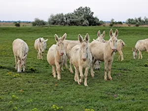 Albino: 80195284 Hungarian-White Domestic Ass / White Albino