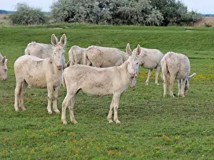 Albino: 80195285 Hungarian-White Domestic Ass / White Albino