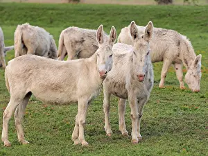 Albino: 80195286 Hungarian-White Domestic Ass / White Albino