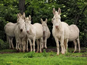 Albino: 80195287 Hungarian-White Domestic Ass / White Albino