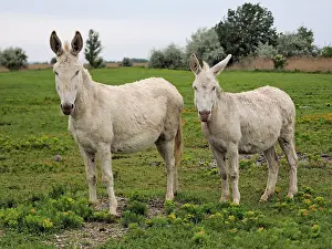 Albino: 80195288 Hungarian-White Domestic Ass / White Albino