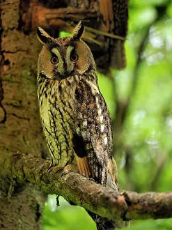 Asio: 80195289 Long-Eared Owl Germany Asio otus Stefan