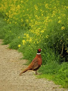 Ring: 80195290 Pheasant - cock by rape field Lake Neusiedl