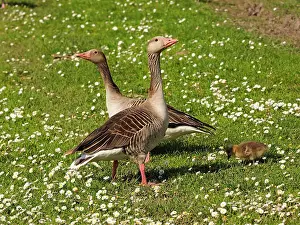 Daisy: 80195291 Greylag Goose - pair with chick in Daisy