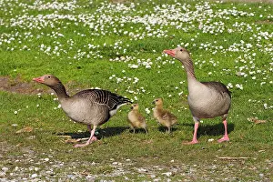 Daisy: 80195292 Greylag Goose - pair with chick in Daisy