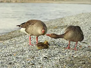 Greylag: 80195293 Greylag Goose - pair with chick Lake Neusiedl