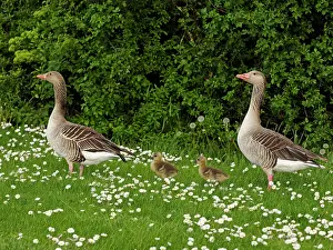 Daisy: 80195294 Greylag Goose - pair with chick in Daisy