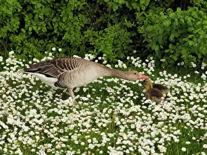 Daisy: 80195295 Greylag Goose - with chicks in Daisy meadow