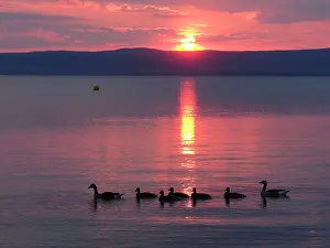 Greylag: 80195296 Greylag Goose - pair with chicks at sunset