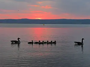 Greylag: 80195298 Greylag Goose - pair with chicks at sunset