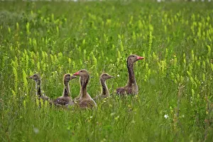 Greylag: 80195299 Greylag Goose - pair with chicks in meadow