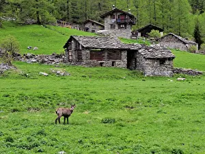 Farmhouse: 80195300 Chamois - in a mountain meadow with farmhouse