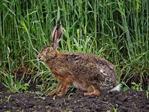 Lepus: 80195302 European Hare Lake Neusiedl, Austria Lepus