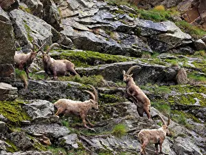 Ibex: 80195307 Alpine Ibex - fighting Gran Paradiso National