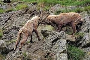 Ibex: 80195308 Alpine Ibex - fighting Gran Paradiso National