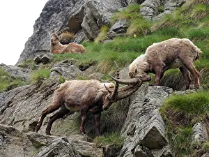 Ibex: 80195309 Alpine Ibex - fighting Gran Paradiso National