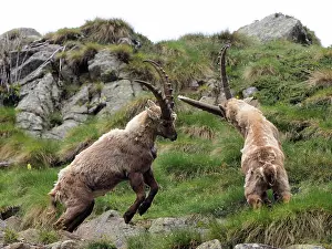 Ibex: 80195310 Alpine Ibex - fighting Gran Paradiso National