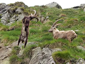 Ibex: 80195311 Alpine Ibex - fighting Gran Paradiso National