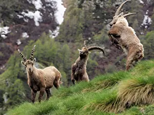 Ibex: 80195312 Alpine Ibex - fighting Gran Paradiso National