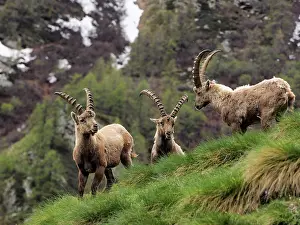 Ibex: 80195313 Alpine Ibex - fighting Gran Paradiso National