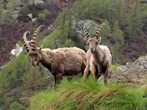 Ibex: 80195314 Alpine Ibex - fighting Gran Paradiso National