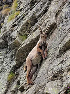 Ibex: 80195315 Alpine Ibex Gran Paradiso National Park