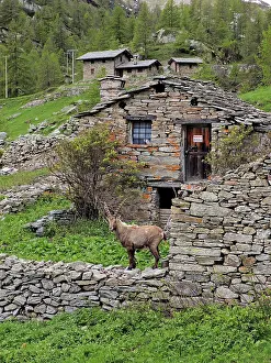 Ibex: 80195317 Alpine Ibex - buck in front of mountain