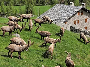 Bucks: 80195318 Alpine Ibex - bucks in front of mountain