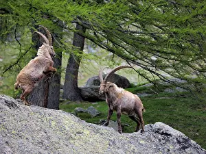 Ibex: 80195319 Alpine Ibex - fighting Gran Paradiso National