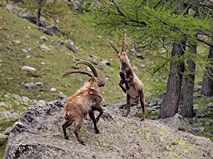Ibex: 80195320 Alpine Ibex - fighting Gran Paradiso National