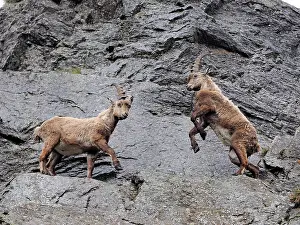 Ibex: 80195321 Alpine Ibex - fighting Gran Paradiso National
