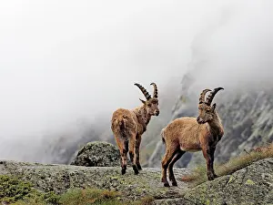 Ibex: 80195322 Alpine Ibex - young Gran Paradiso National