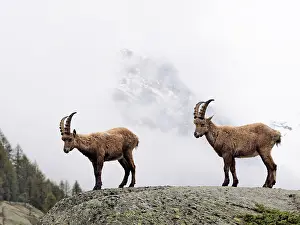 Ibex: 80195323 Alpine Ibex - young Gran Paradiso National