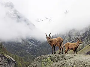 Ibex: 80195324 Alpine Ibex - young Gran Paradiso National