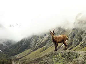 Ibex: 80195325 Alpine Ibex - young Gran Paradiso National