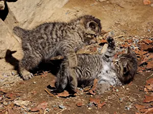 Controlled: 80195326 Wild Cat - young playing (controlled conditions)
