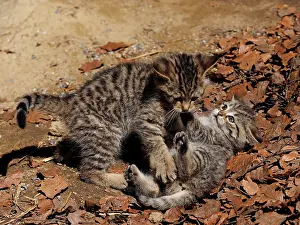 Controlled: 80195327 Wild Cat - young playing (controlled conditions)