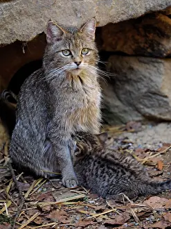 Controlled: 80195328 Wild Cat - female nursing (controlled conditions)