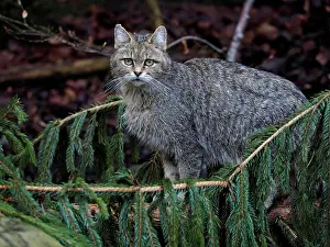 Controlled: 80195329 Wild Cat - female (controlled conditions)