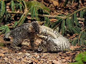 Controlled: 80195330 Wild Cat - young playing (controlled conditions)