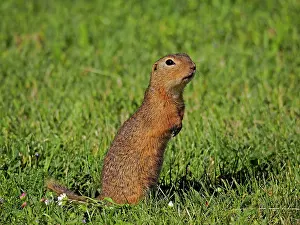 Souslik: 80195331 Souslik / European Ground Squirrel Lake